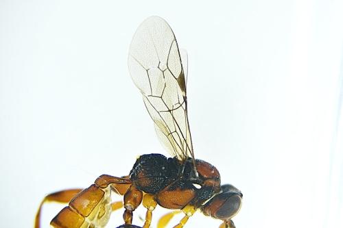 Réf. 311 090 : Apaeleticus sp.